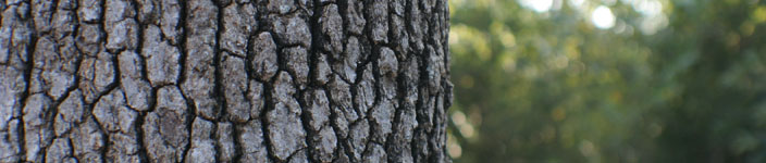 Wood Ring Gallery