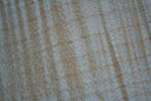 English Sycamore