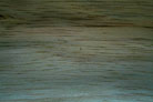 Golden Koa