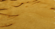 Burly Swedish Birch
