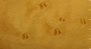 Birdseye Maple