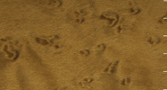  Greyed Maple