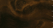 Burly Walnut