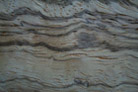 Wavy Zebra Wood